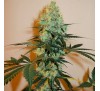 Майстер Куш (Photo.Fem.) 1 шт. / Master Kush 2026